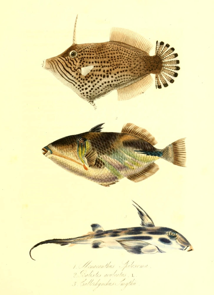 Cptn Beechey's Voyage 1839 Tropical Fish Poster Print by G.B. Sowerby