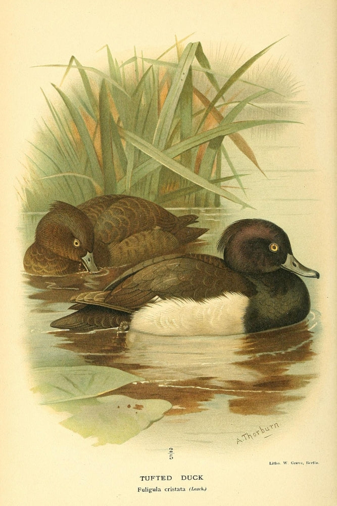 Tufted Duck poster print from Birds of the British Islands 1885