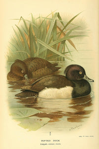 Tufted Duck poster print from Birds of the British Islands 1885
