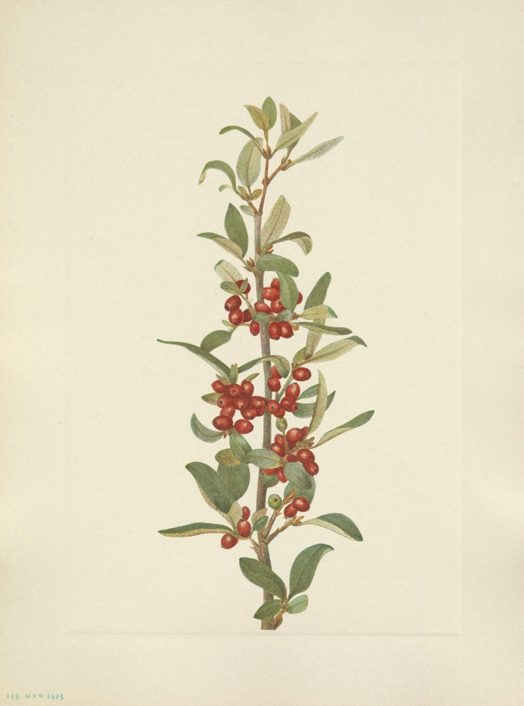 N. American Wild Flowers 1925 Buffaloberry Poster Print by Mary V. Walcott
