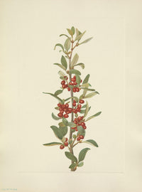 N. American Wild Flowers 1925 Buffaloberry Poster Print by Mary V. Walcott