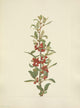 N. American Wild Flowers 1925 Buffaloberry Poster Print by Mary V. Walcott