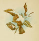 Holly Berries from Dickens 1898 Snow on Leaves Poster Print
