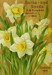 D.M. Ferry Bulbs & Seed Catalogue 1913 Daffodils Poster Print