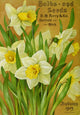 D.M. Ferry Bulbs & Seed Catalogue 1913 Daffodils Poster Print