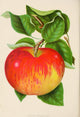 Canadian Horticulturalist 1888-96 Wealthy Apple Poster Print