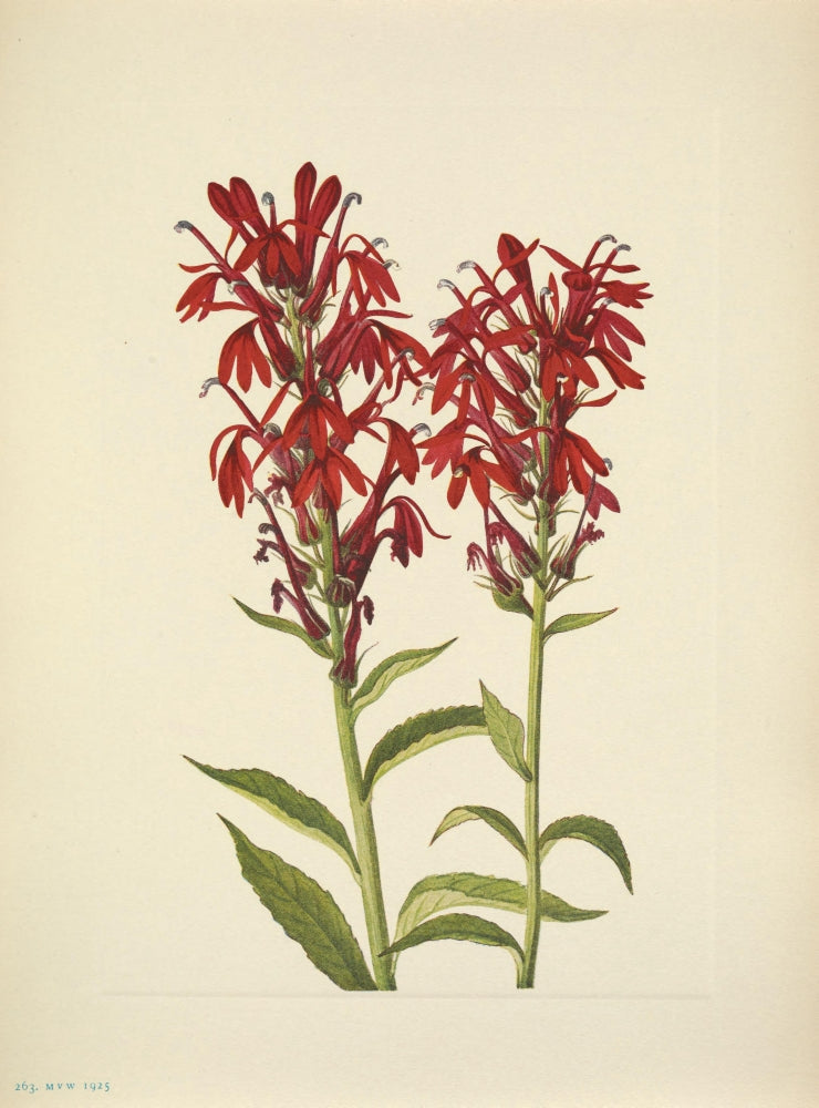 N. American Wild Flowers Cardinalflower Poster Print by Mary V. Walcott