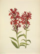 N. American Wild Flowers Cardinalflower Poster Print by Mary V. Walcott