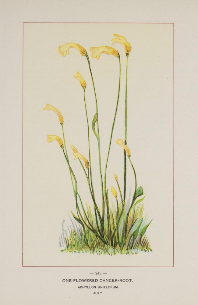 Wild Flowers of America 1894 One-flowered Cancer-root Poster Print