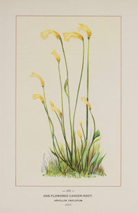 Wild Flowers of America 1894 One-flowered Cancer-root Poster Print