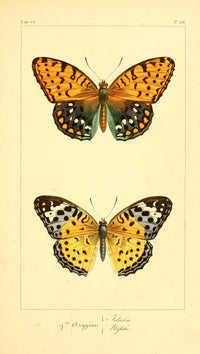 Histoire Naturelle des Lépidoptères Exotiques 1845 Poster Print featuring vibrant butterflies.