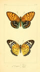 Histoire Naturelle des Lépidoptères Exotiques 1845 Poster Print featuring vibrant butterflies.