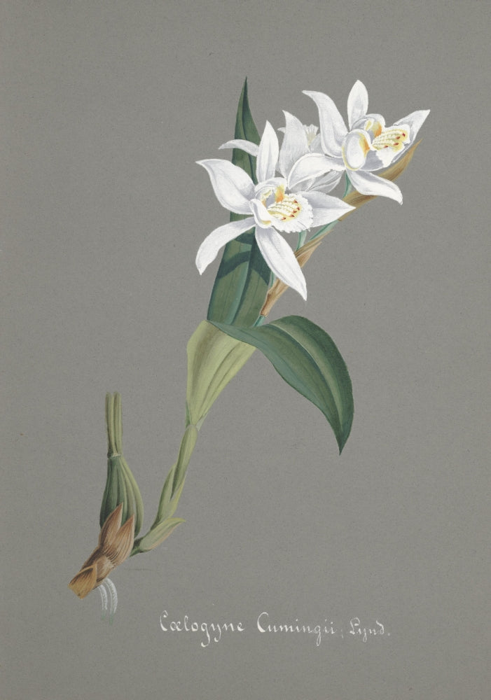 Collection d'Orchide c.1900 Coelogyne Cumingii Poster Print showcasing the delicate orchid design.