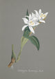Collection d'Orchide c.1900 Coelogyne Cumingii Poster Print showcasing the delicate orchid design.