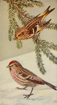 Wild Birds 1921 Pine Siskin & Redpoll Poster Print by F. S. Mathews
