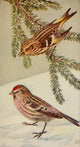 Wild Birds 1921 Pine Siskin & Redpoll Poster Print by F. S. Mathews