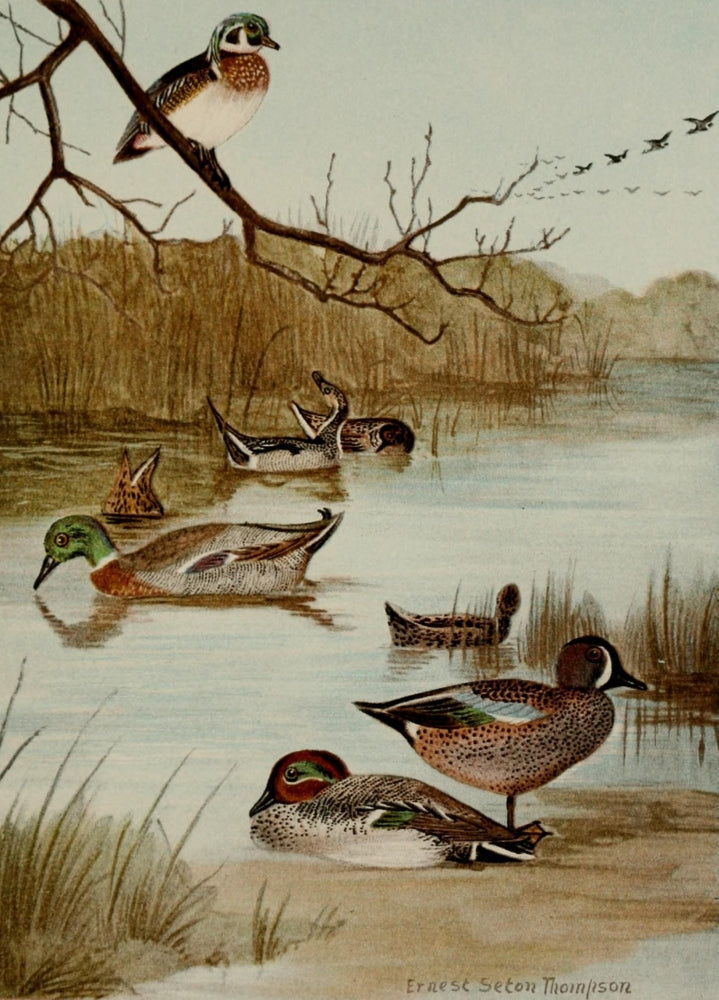 Bird Life 1901 Ducks & Geese Poster Print by Ernest T. Seton