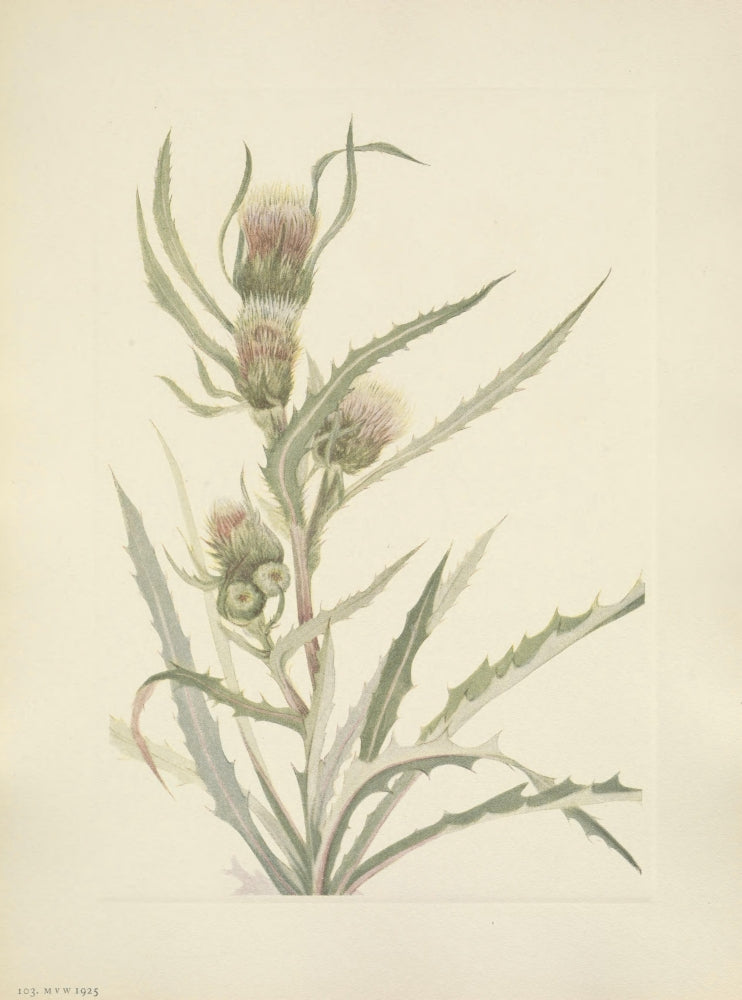 North American Wild Flowers White Thistle Poster Print by Mary V. Walcott