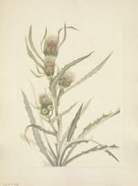North American Wild Flowers White Thistle Poster Print by Mary V. Walcott