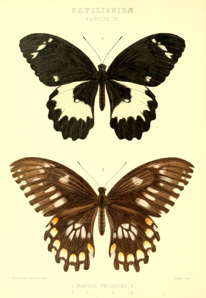 Rhopalocera Exotica 1887 Papilio Prospero Poster Print by Rose Monteiro