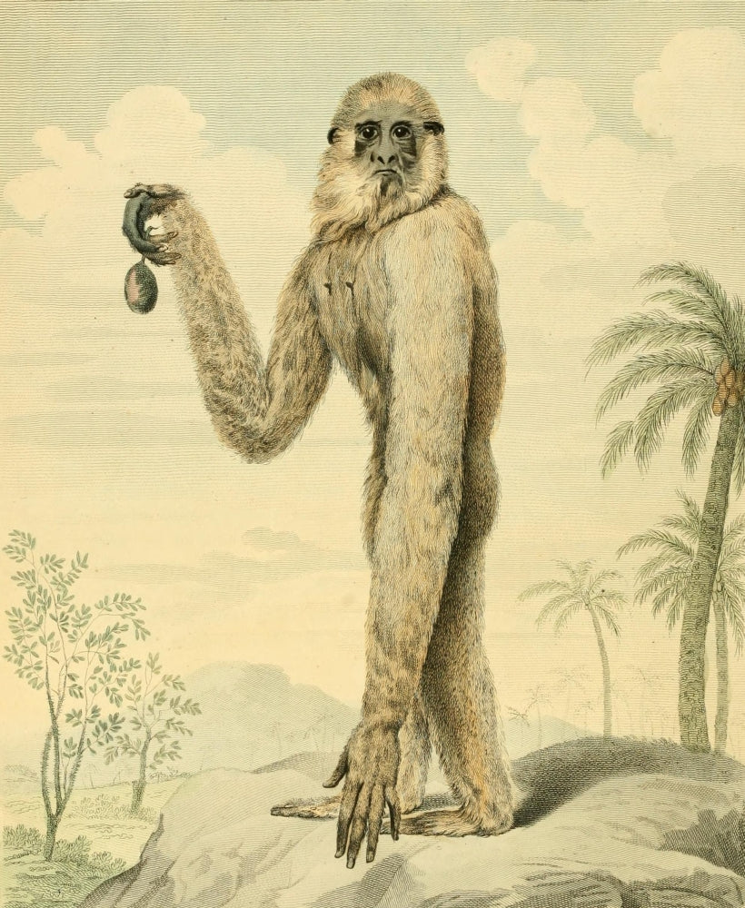 Musei Leveriani 1792 Long-armed Gibbon Poster Print by Charles R. Ryley