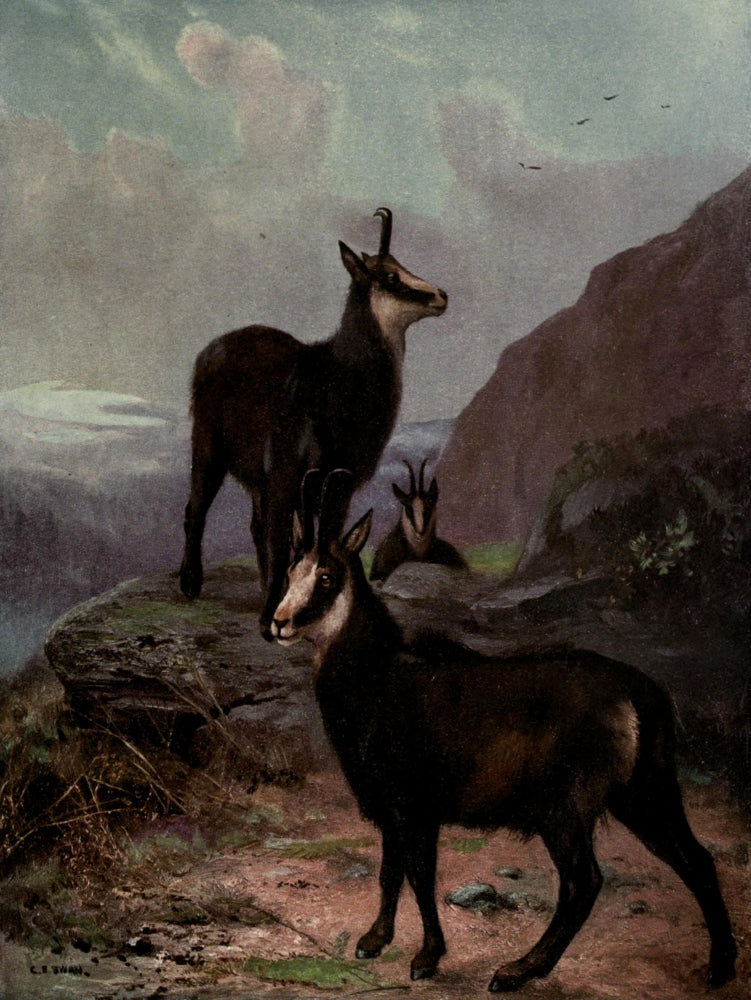 Wild Beasts of the World 1909 Chamois Poster Print by Cuthbert E. Swan