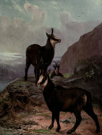 Wild Beasts of the World 1909 Chamois Poster Print by Cuthbert E. Swan