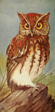 Wild Birds Screech Owl Poster Print by F. Schuyler Mathews, showcasing an intricate depiction of an owl.