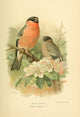 Birds of the British Islands 1885 Finch and Bull Poster Print by Archibald Thorburn