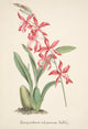 Collection d'Orchide c.1900 Mesospinidium Poster Print showcasing exquisite orchid details.