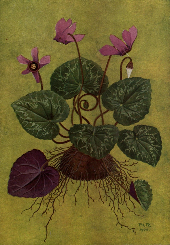 Alpine Flora 1911 Cyclamen Europaeum Poster Print by Philippe Robert