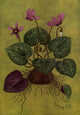 Alpine Flora 1911 Cyclamen Europaeum Poster Print by Philippe Robert