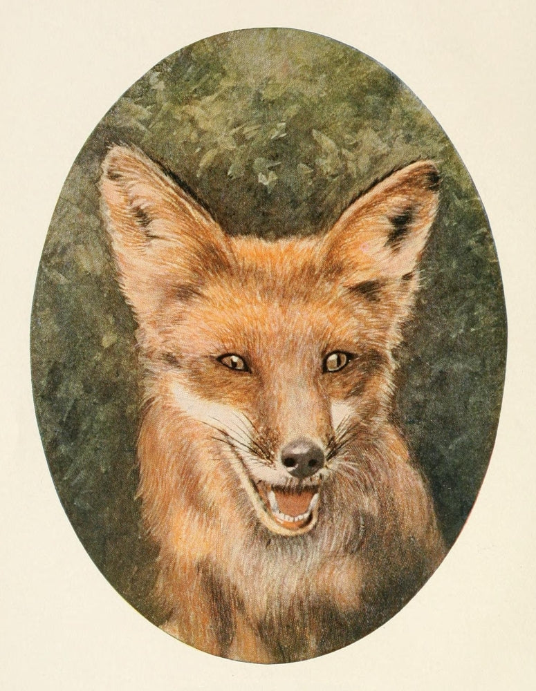 Squirrels & Other Fur-Bearers Vintage Poster Print showcasing charming furry creatures.