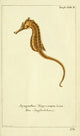 Naturgeschichte des Thierreichs 1780 Seahorse Poster Print