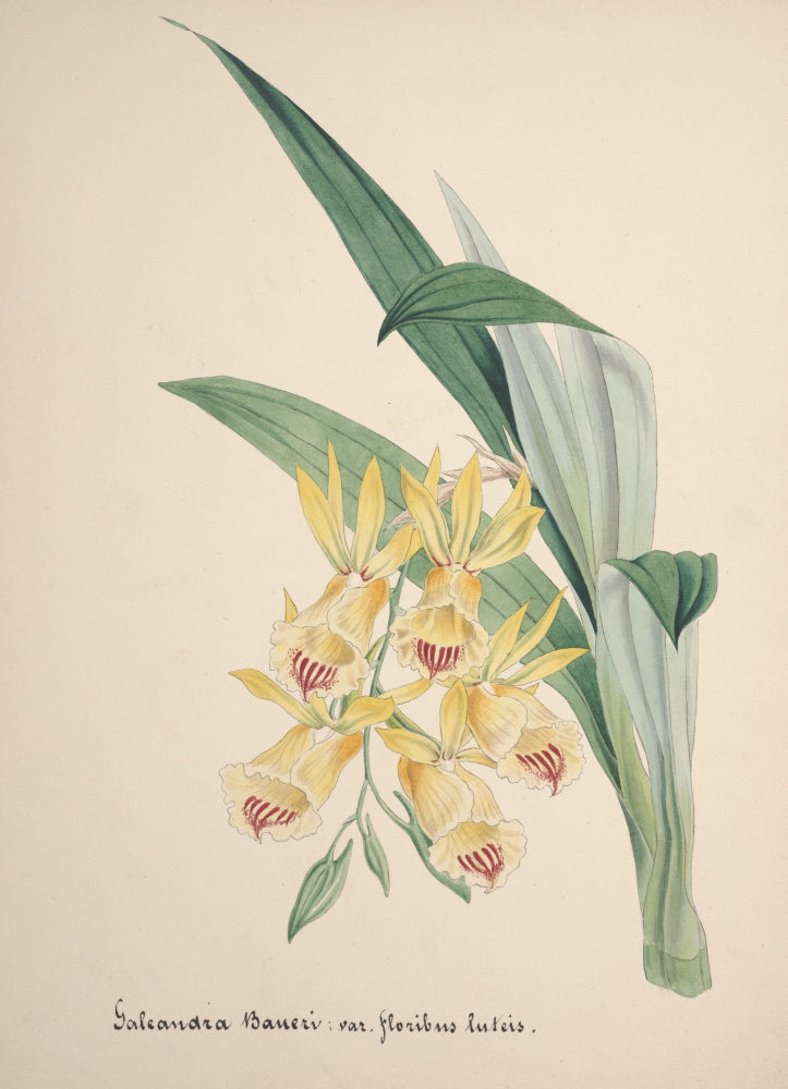 Collection d'Orchide c.1900 Galeandra Baueri Poster Print showcasing intricate orchid design.