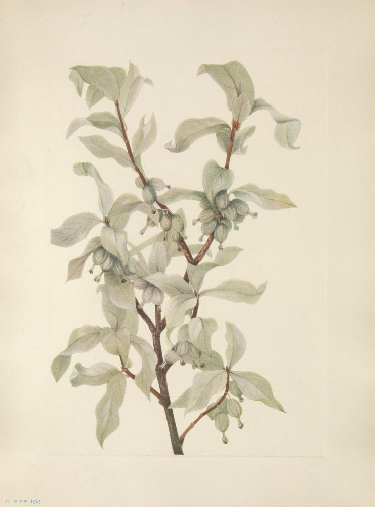 North American Wild Flowers Silverberry Fruit Poster Print by Mary V. Walcott.