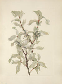 North American Wild Flowers Silverberry Fruit Poster Print by Mary V. Walcott.