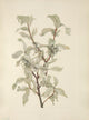 North American Wild Flowers Silverberry Fruit Poster Print by Mary V. Walcott.