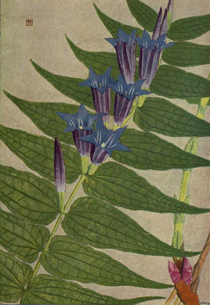 Alpine Flora Gentiana Asclepiadea Poster Print by Philippe Robert