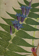 Alpine Flora Gentiana Asclepiadea Poster Print by Philippe Robert