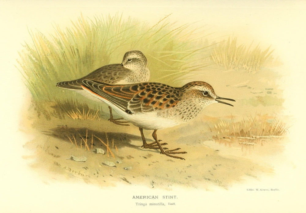 Birds of the British Islands 1885 Stint Art Print by Archibald Thorburn