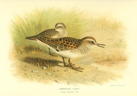 Birds of the British Islands 1885 Stint Art Print by Archibald Thorburn