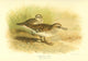 Birds of the British Islands 1885 Stint Art Print by Archibald Thorburn