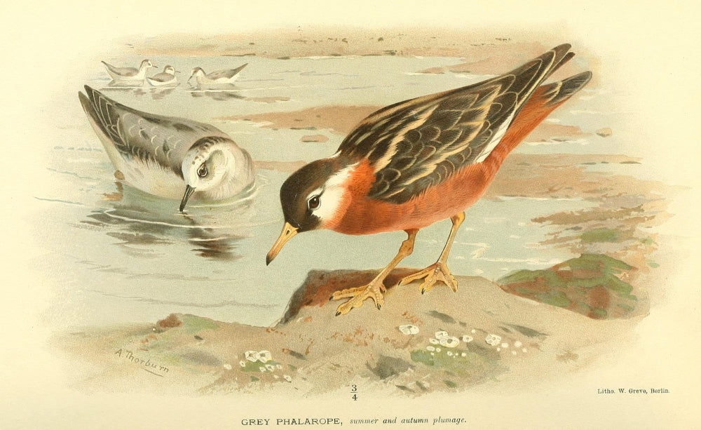 Birds of the British Islands 1885 Phalarope, Grey Poster Print by Archibald Thorburn
