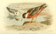 Birds of the British Islands 1885 Phalarope, Grey Poster Print by Archibald Thorburn
