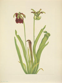 N. American Wild Flowers Sweet Pitcherplant Poster Print by Mary V. Walcott