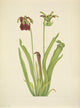 N. American Wild Flowers Sweet Pitcherplant Poster Print by Mary V. Walcott