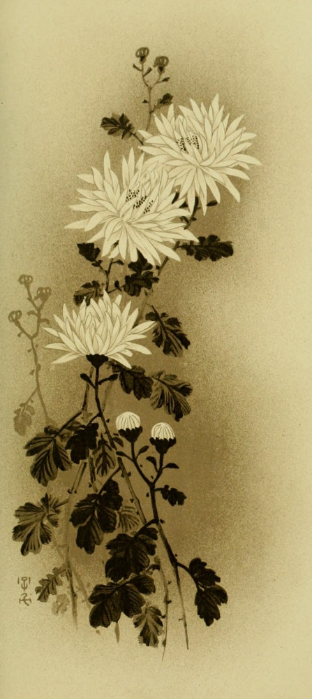 Chrysanthemum Mythological Japan 1902 art print showcasing vibrant flowers and intricate details.