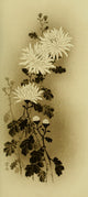 Chrysanthemum Mythological Japan 1902 art print showcasing vibrant flowers and intricate details.