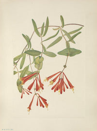 N. American Wild Flowers Trumpet Honeysuckle Poster Print by Mary V. Walcott